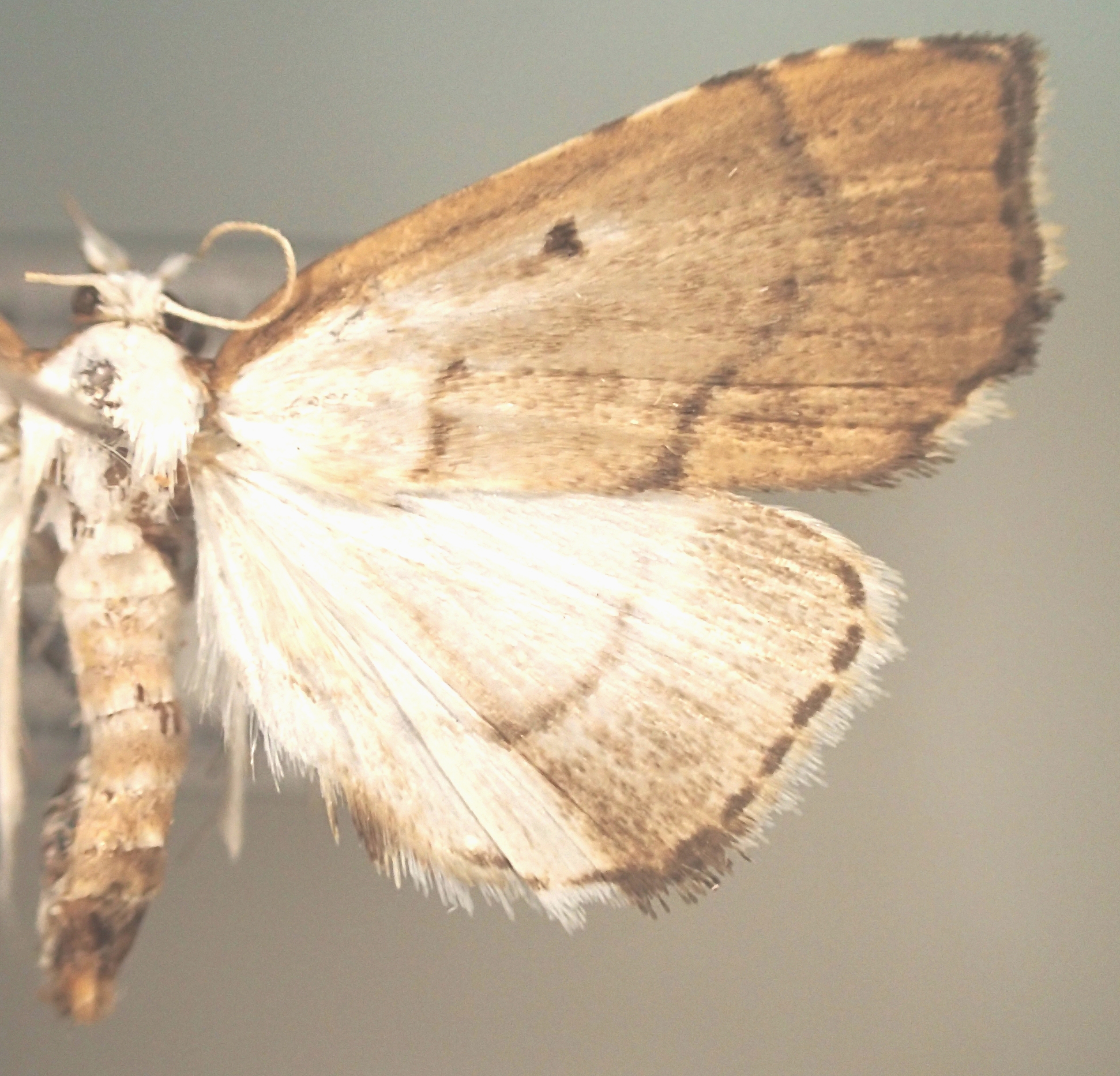 Acropentias sp. 3