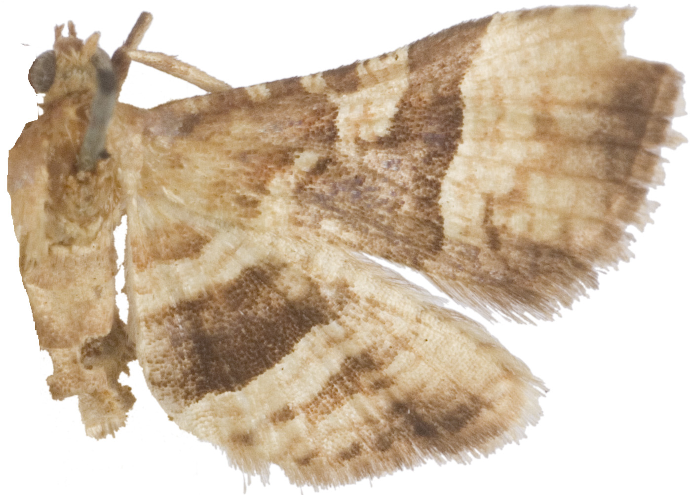 Addaea polyphoralis
