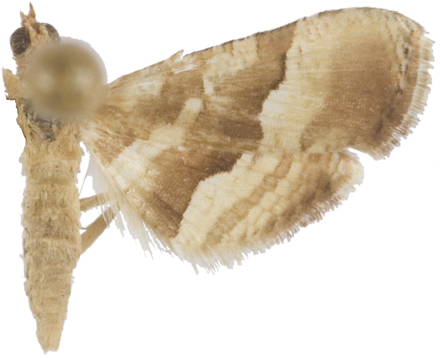 Addaea pusilla Butler