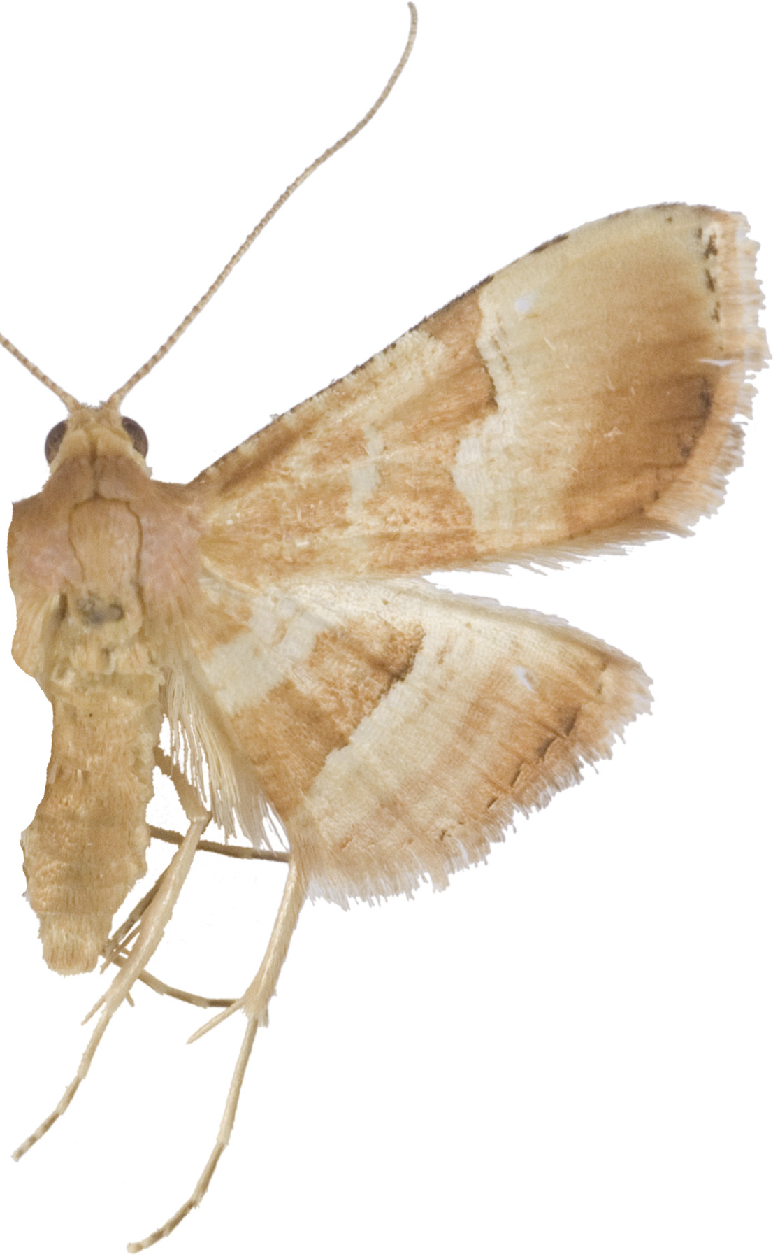 Addaea sp. 1