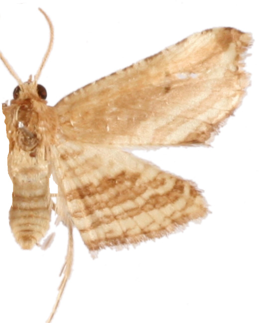 Addaea syndesma Meyrick