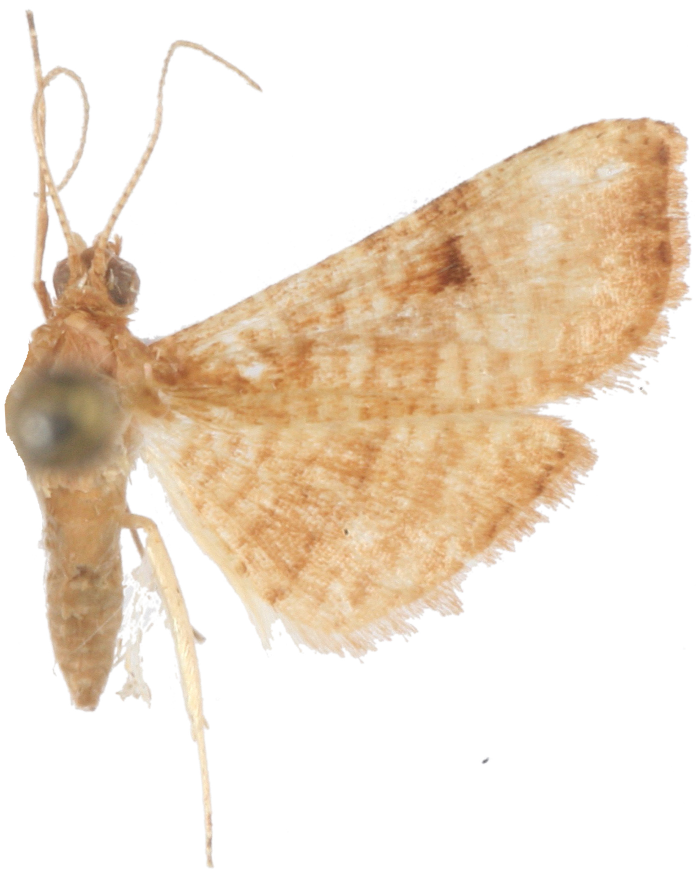 Addaea transversalis Walker