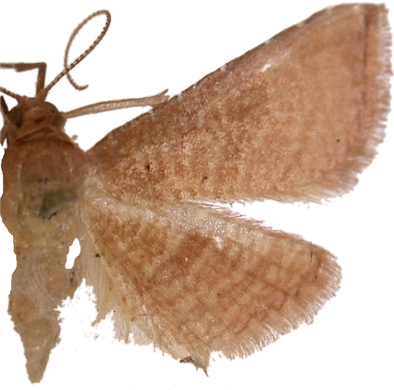 Addaea trimeronalis Walker