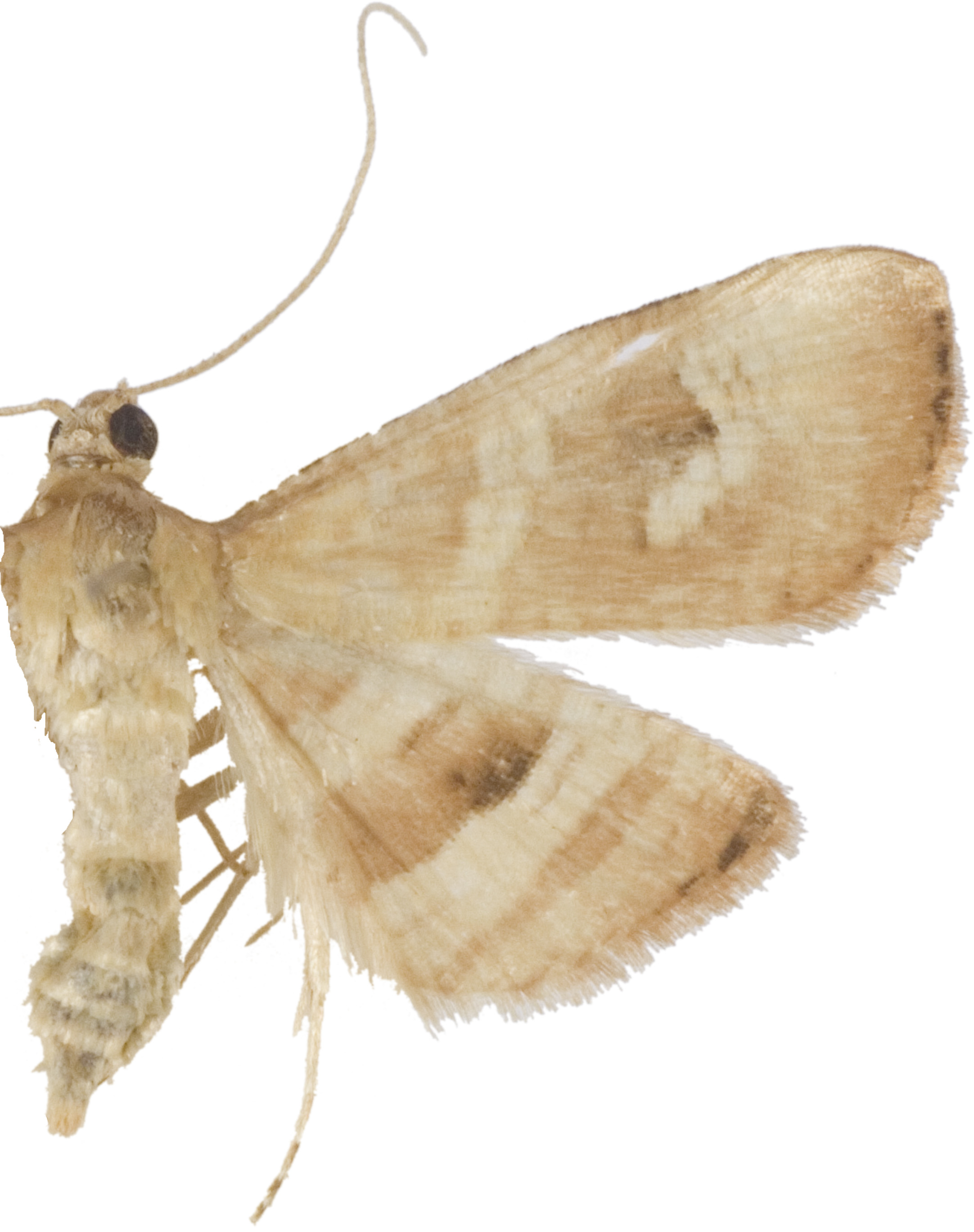 Addaea venustus van Eecke