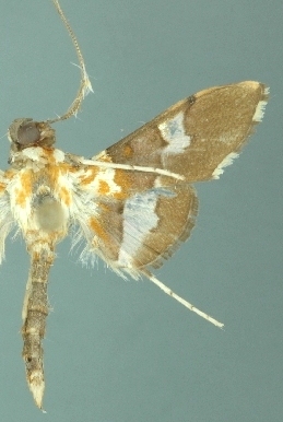 Aetholix sp. 6