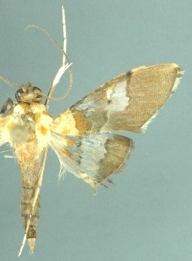 Aetholix sp. 7