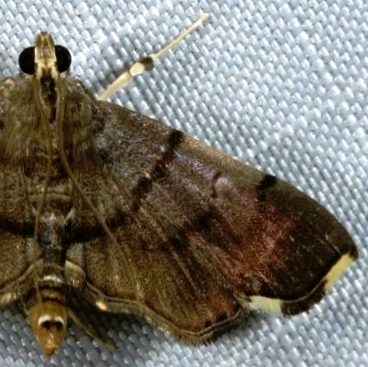 Aetholix sp. 8