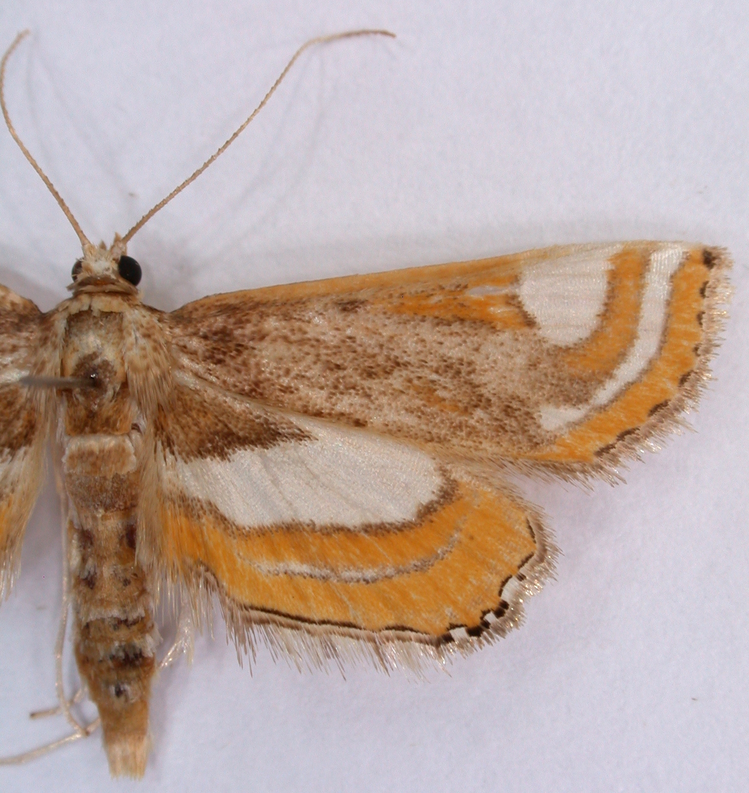 Agassiziella albidivisa Warren