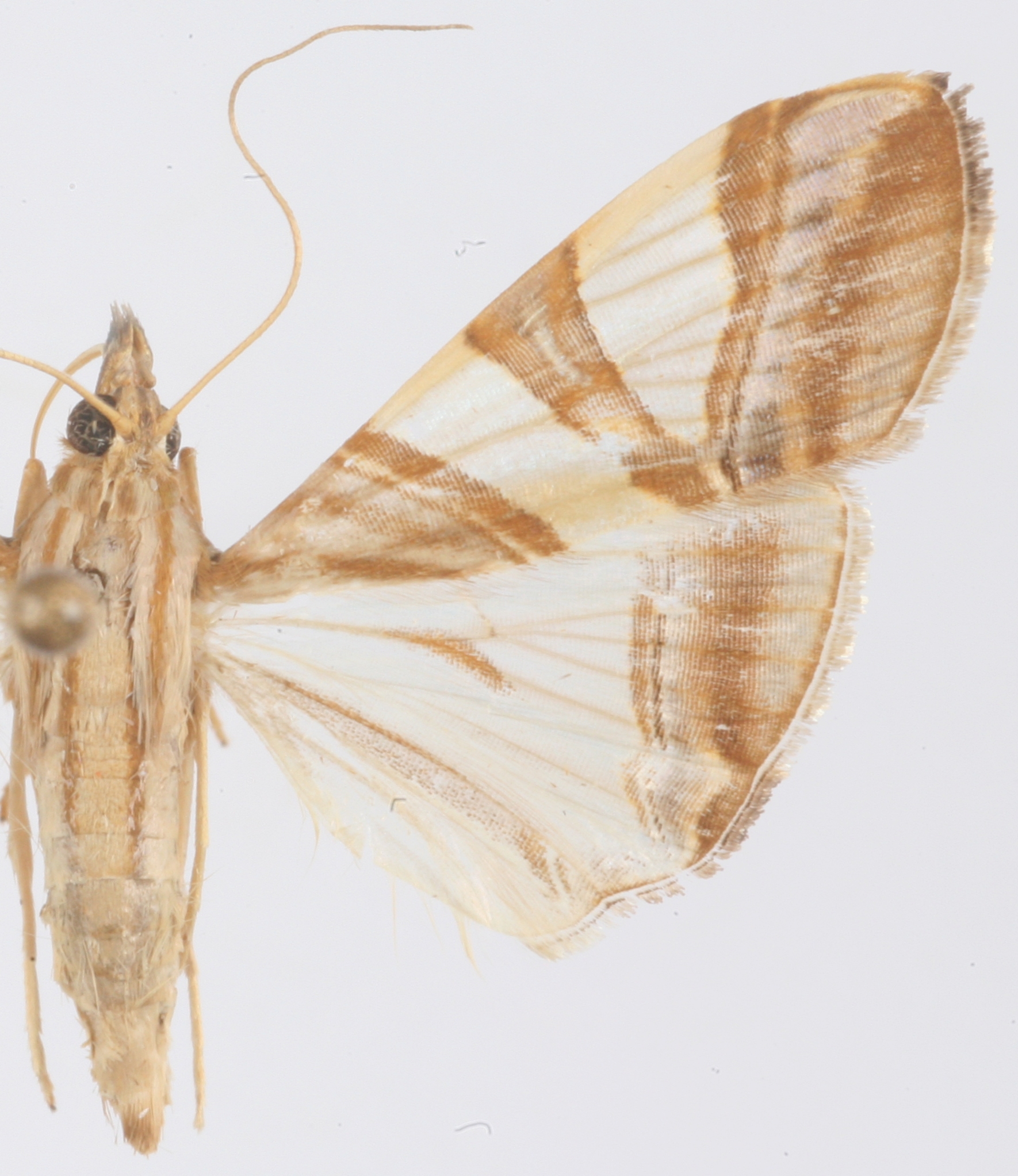 Agrioglypta zelimalis Walker specimen plate