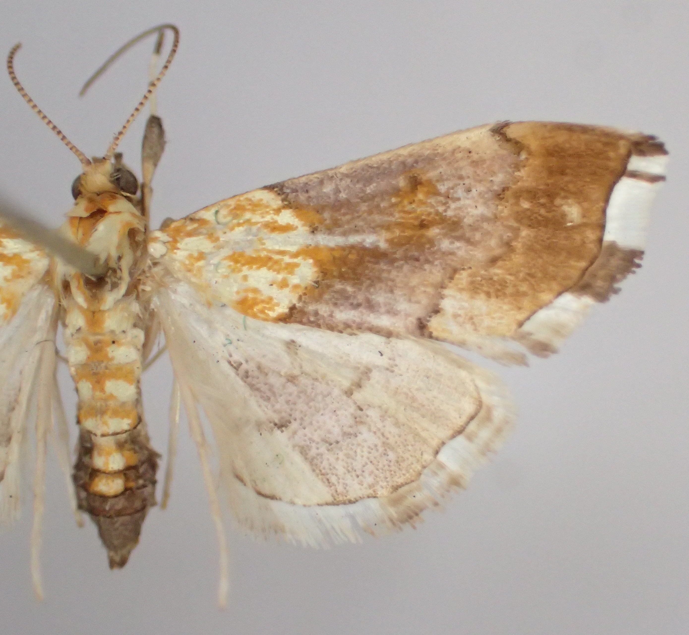 Agrotera nemoralis Scopoli