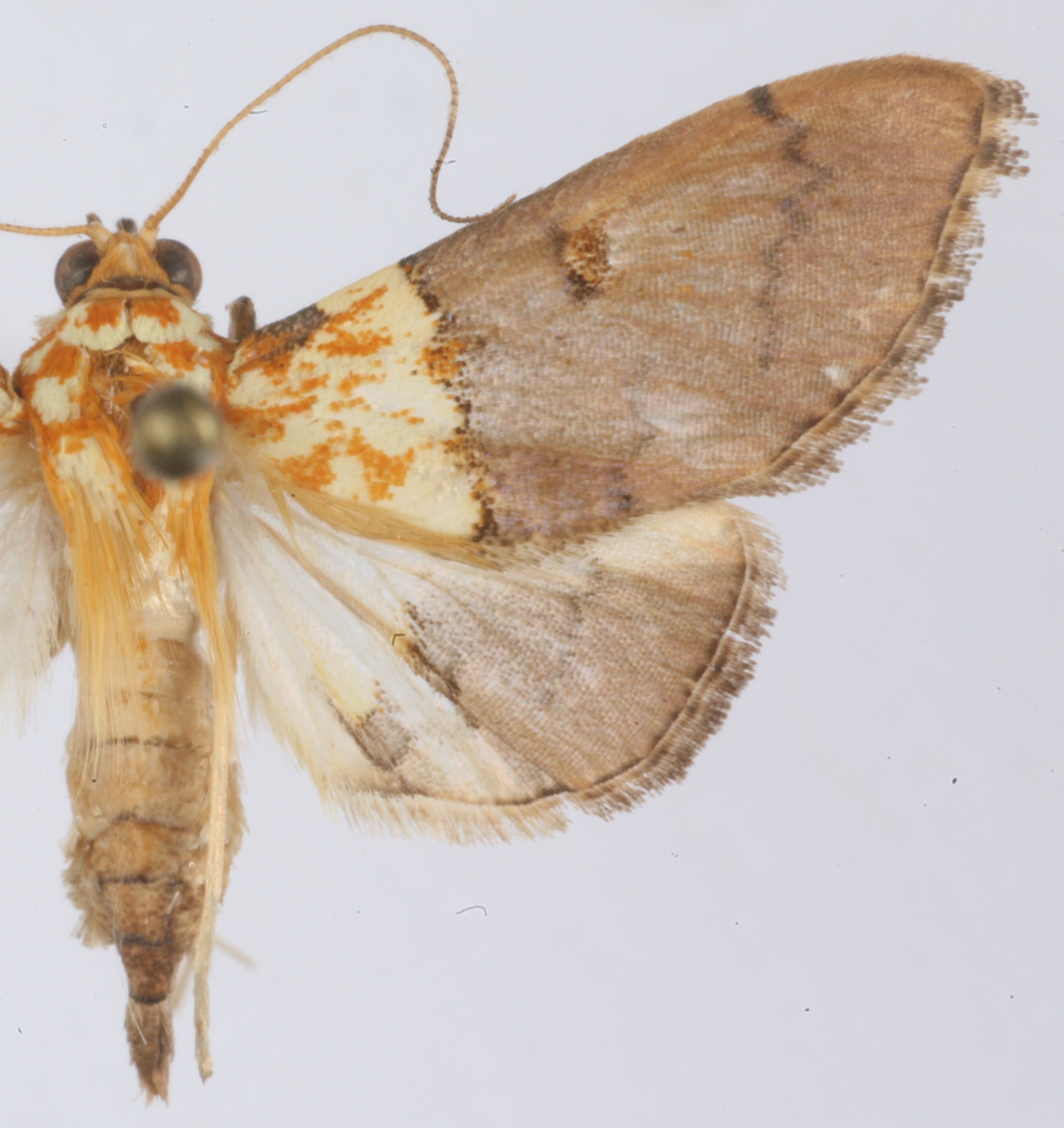 Agrotera posticalis Wileman