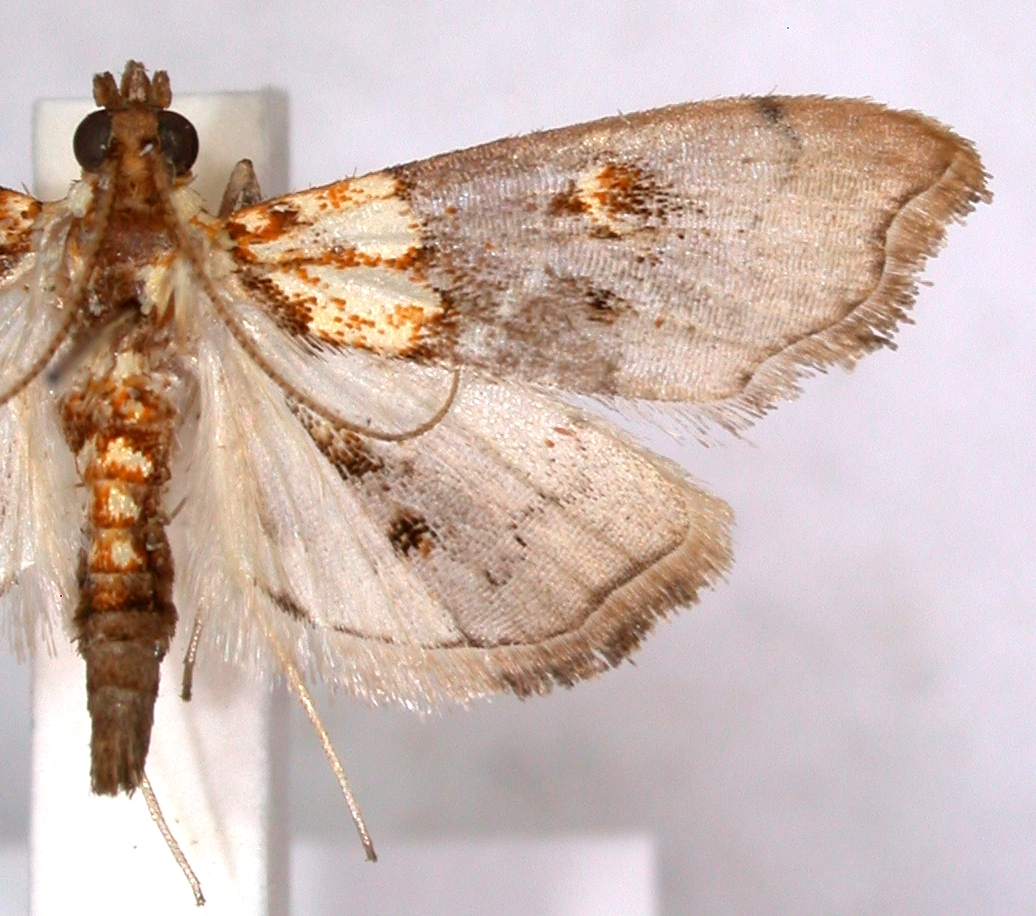 Agrotera sp. 2