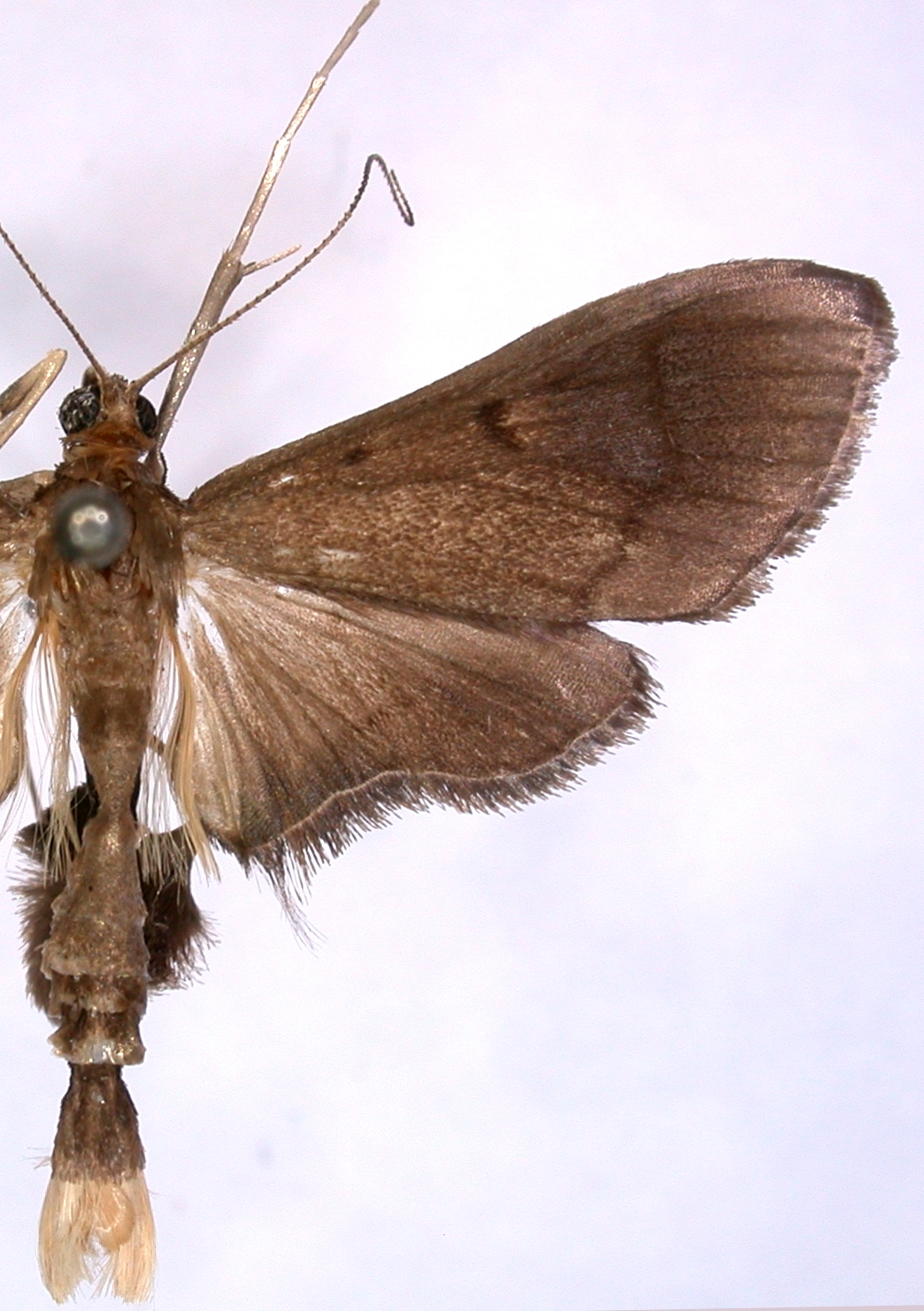 Almonia truncatalis Walker