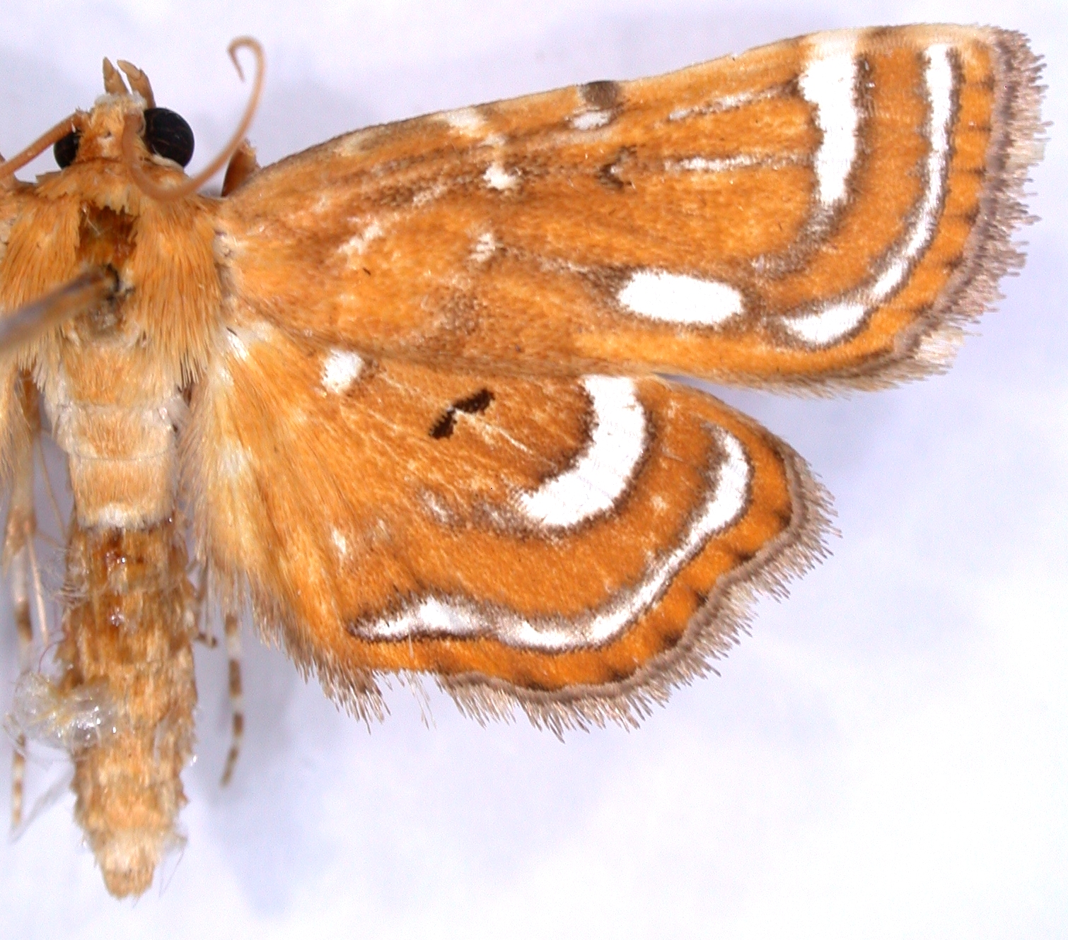 Ambia albiflavidalis Warren