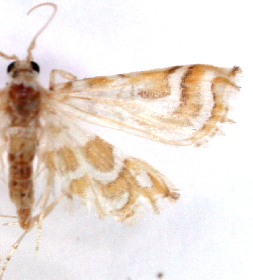 Ambia flavipictalis Hampson