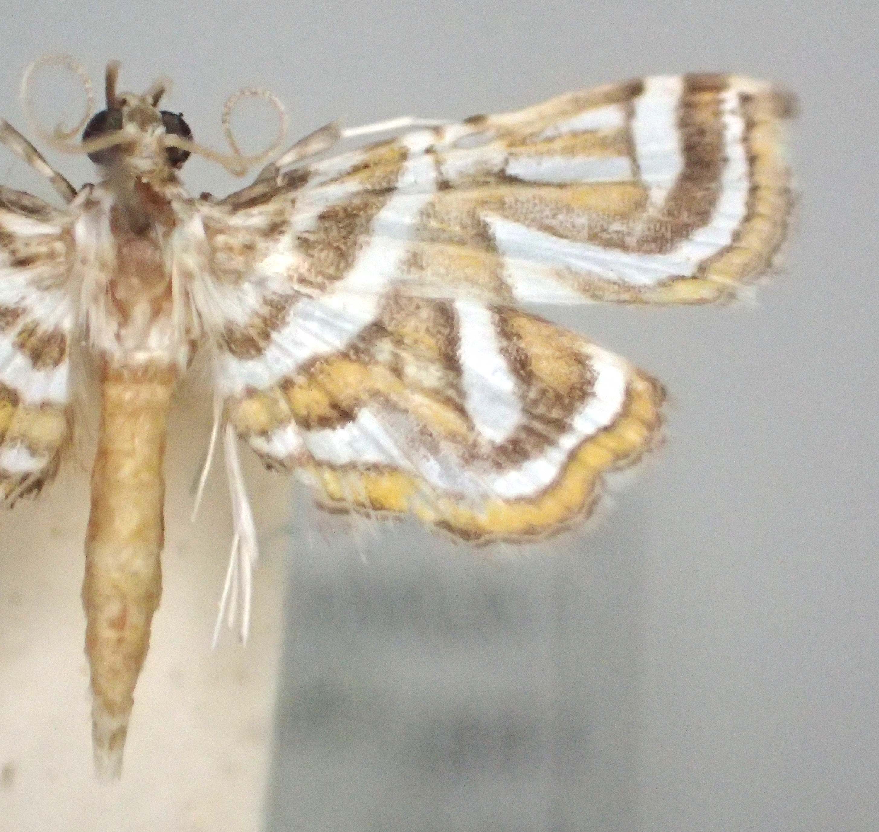 Ambia sp. 3 Hampson