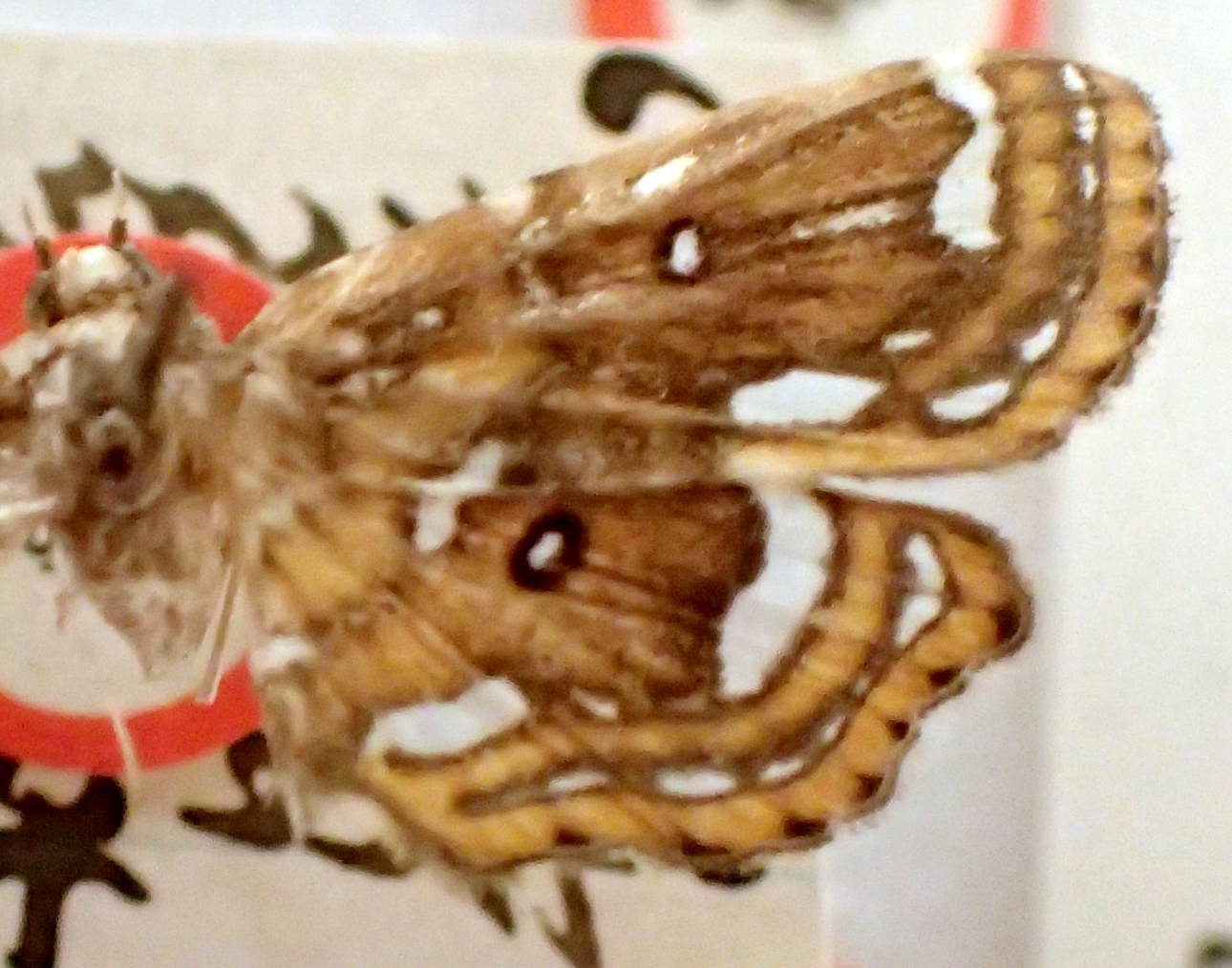 Ambia marginalis Moore