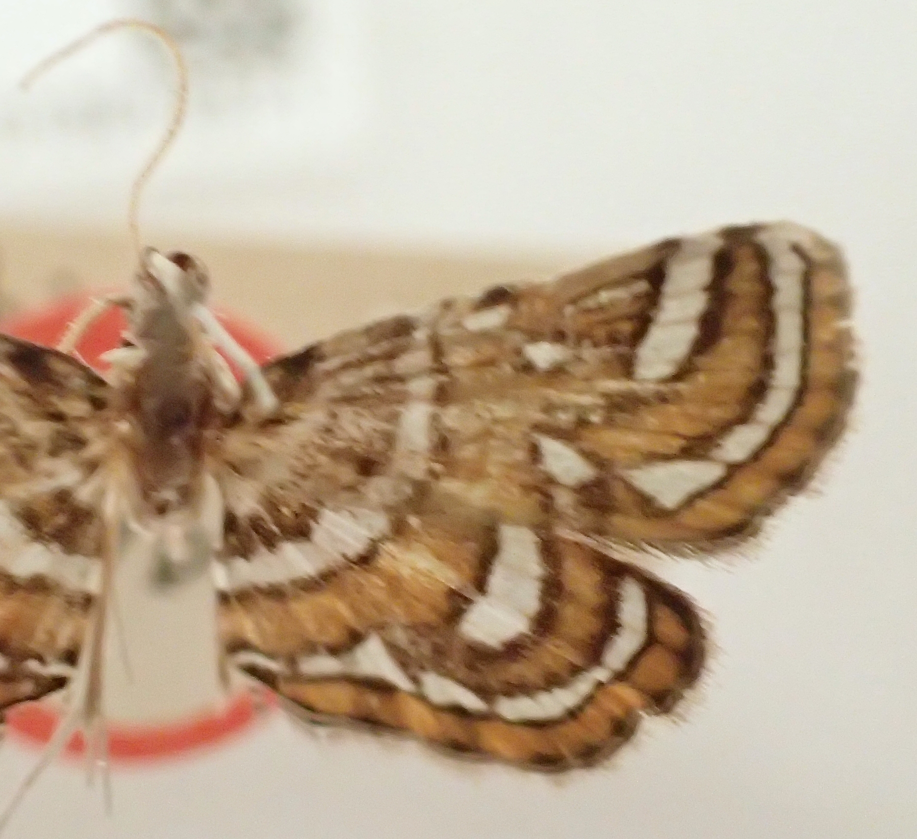 Cymoriza rhabdotalis Hampson