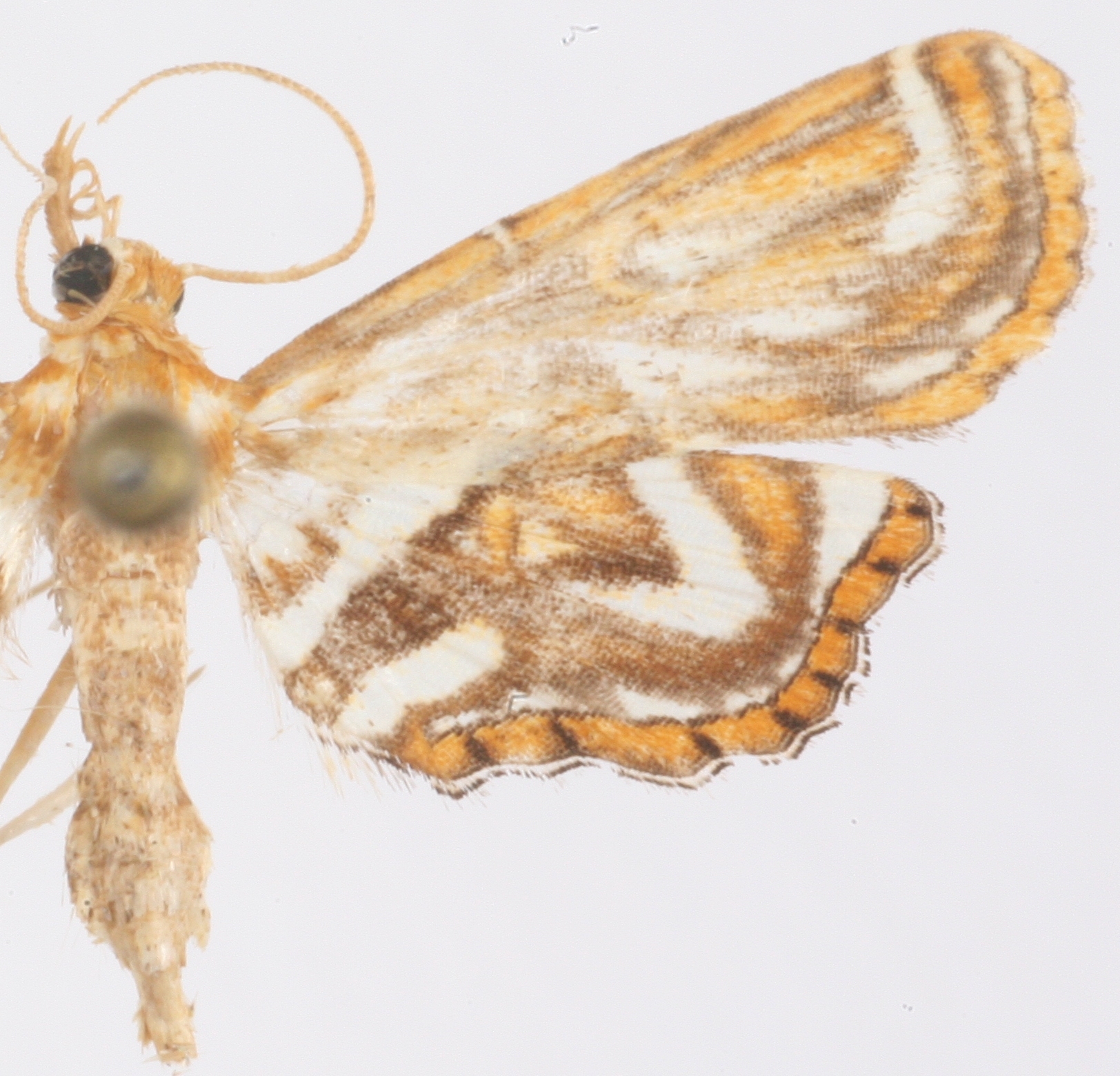 Ambia sp. 1