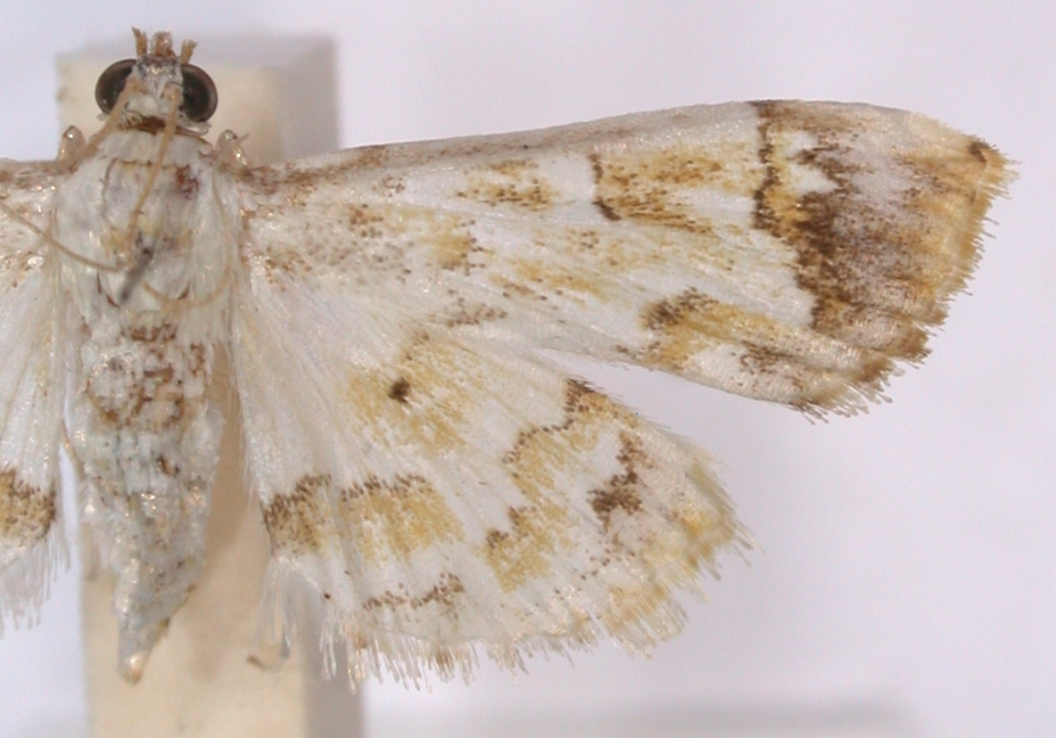 BMNH; Sarawak, Kuching