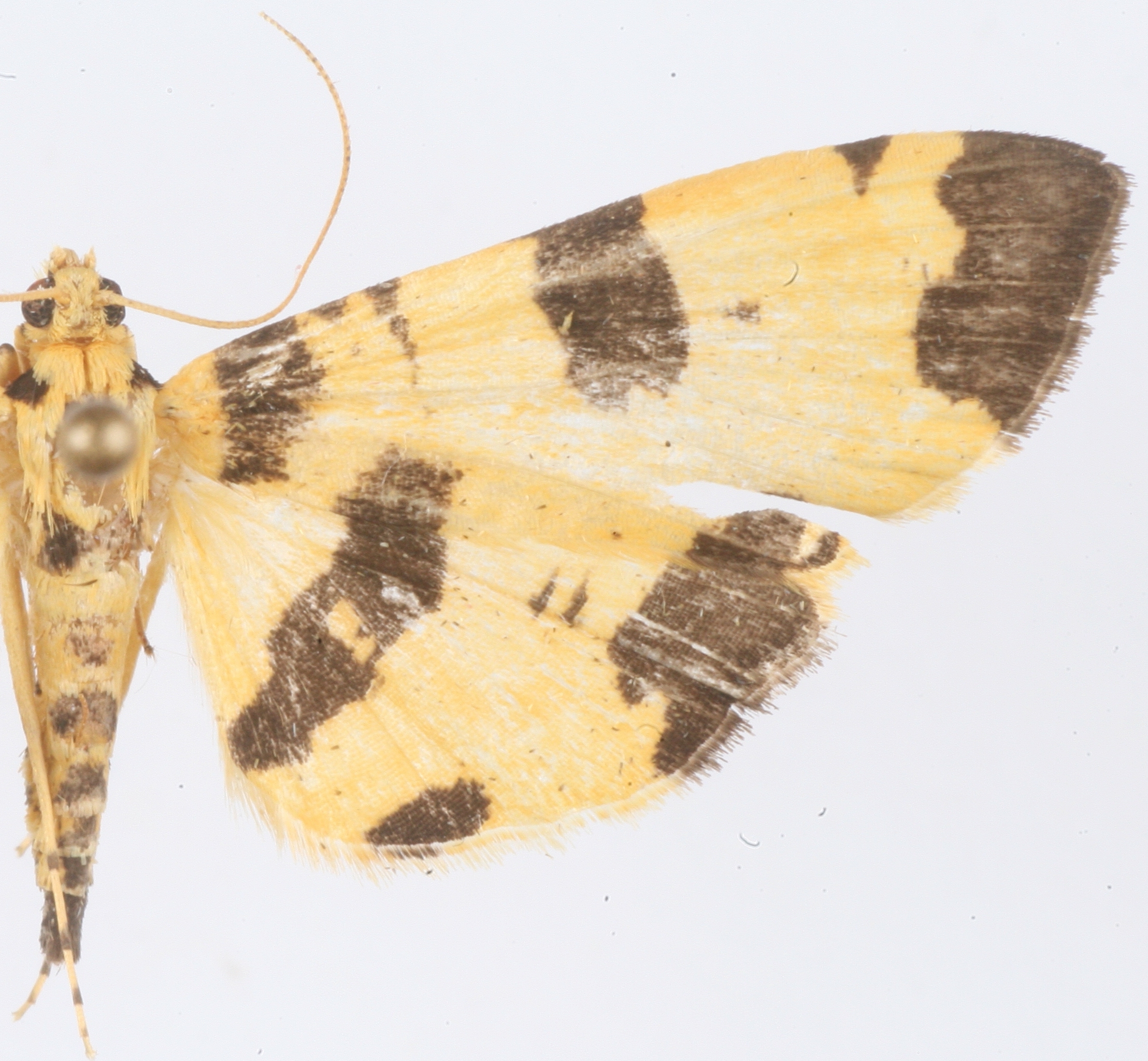Astura insolitalis Walker