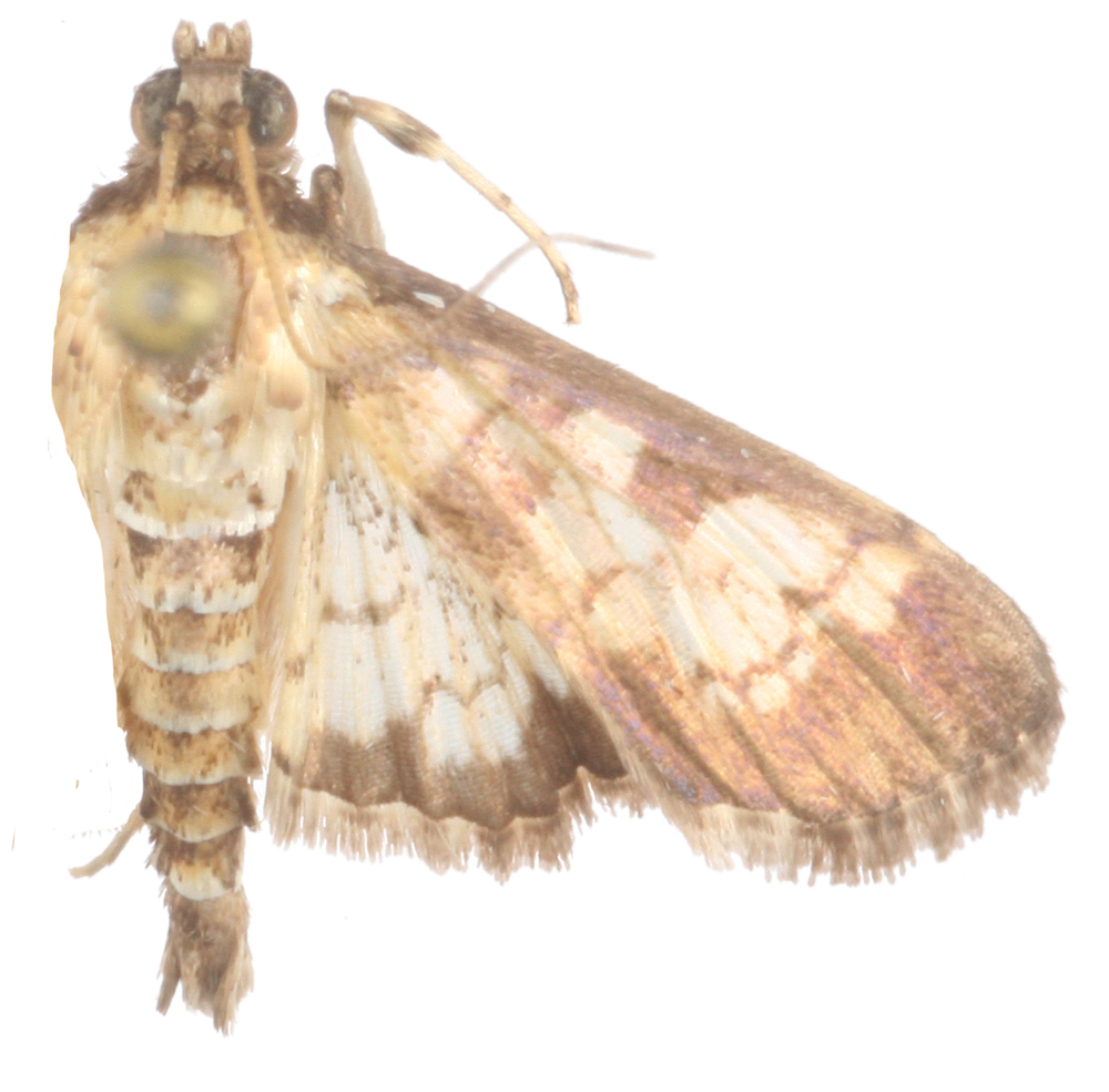 Arxama sp. 1