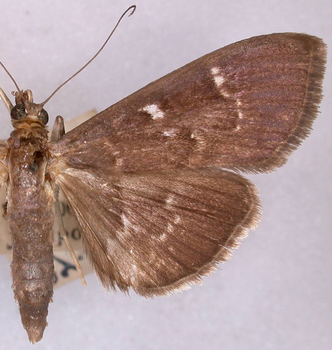 Authaeretis coptobasis Hampson