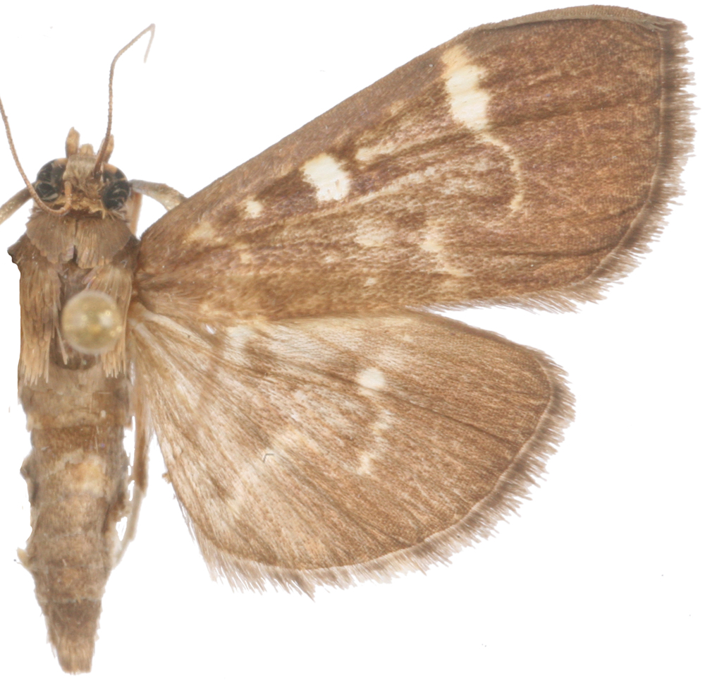 Authaeretis sp. 1