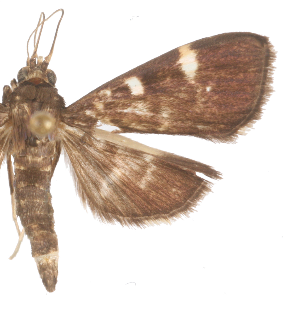 Authaeretis sp. 2