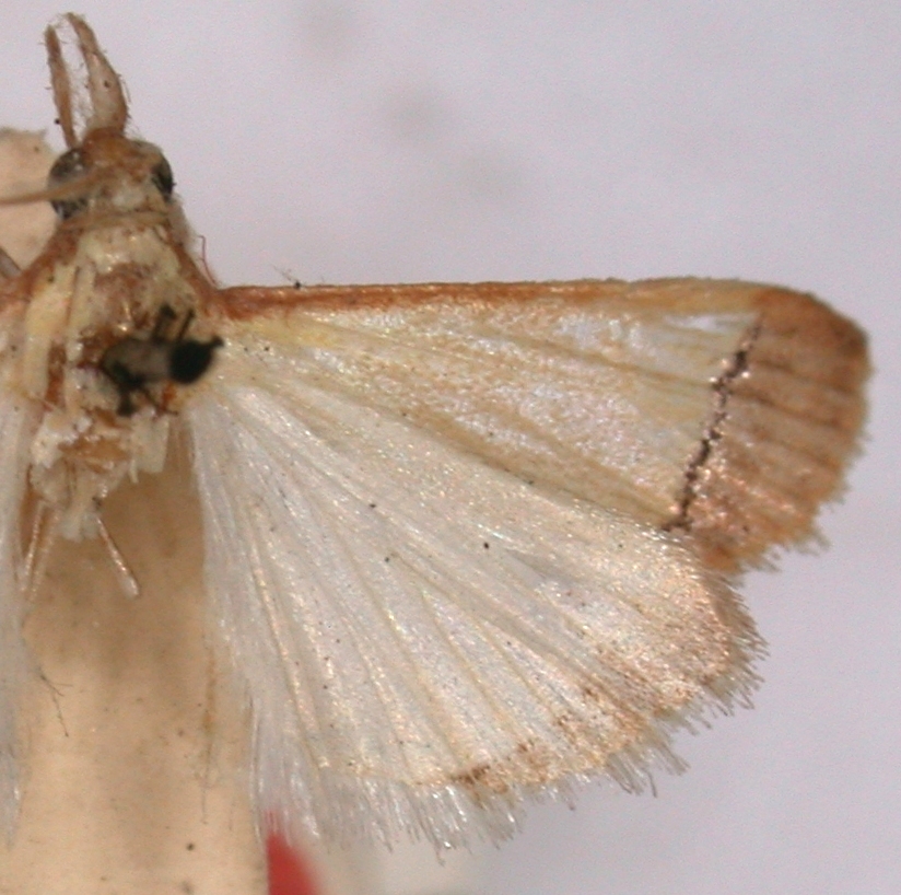 Autocharis fessalis Swinhoe