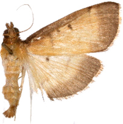 "Bacotoma" sp. 1