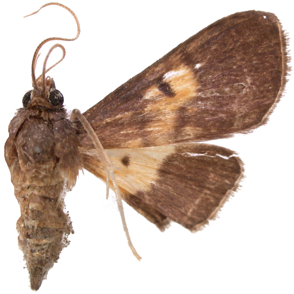 "Bacotoma" sp. 10