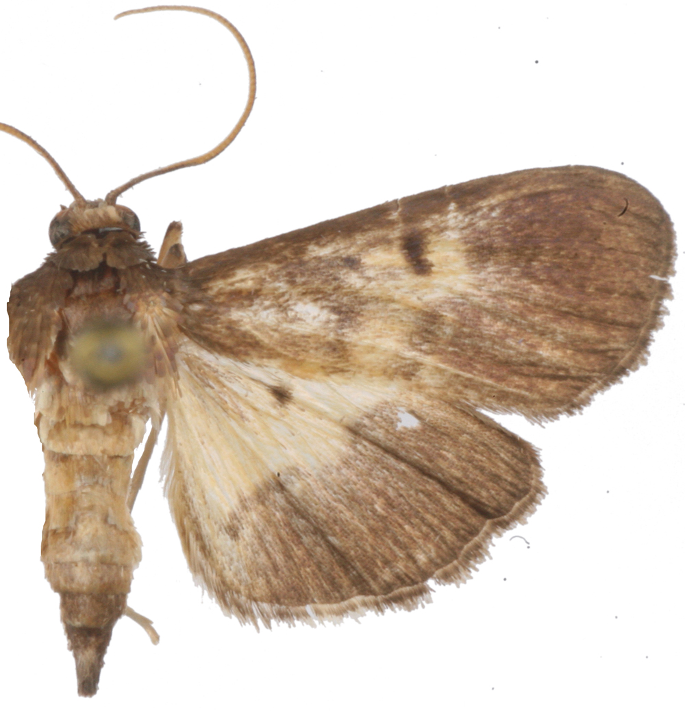 "Bacotoma" sp. 11
