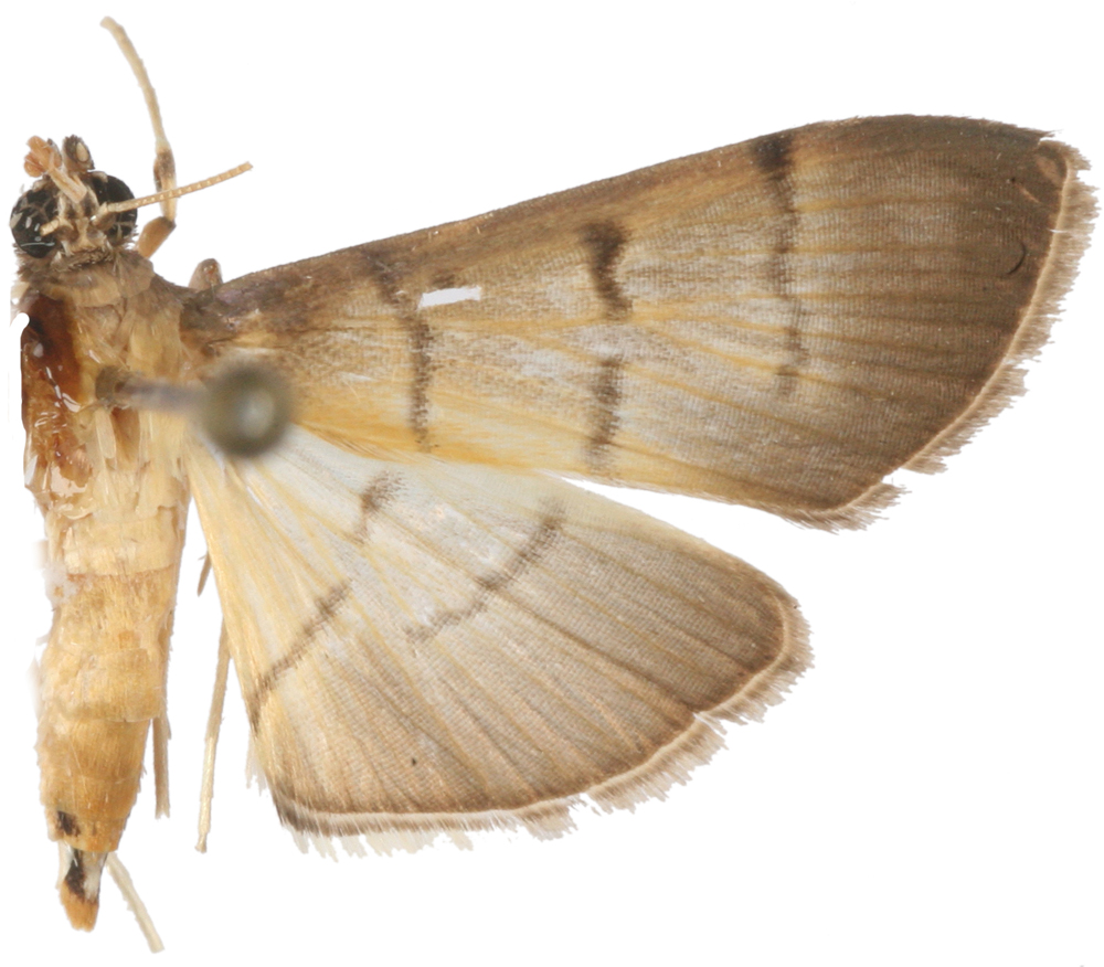 "Bacotoma" sp. 11