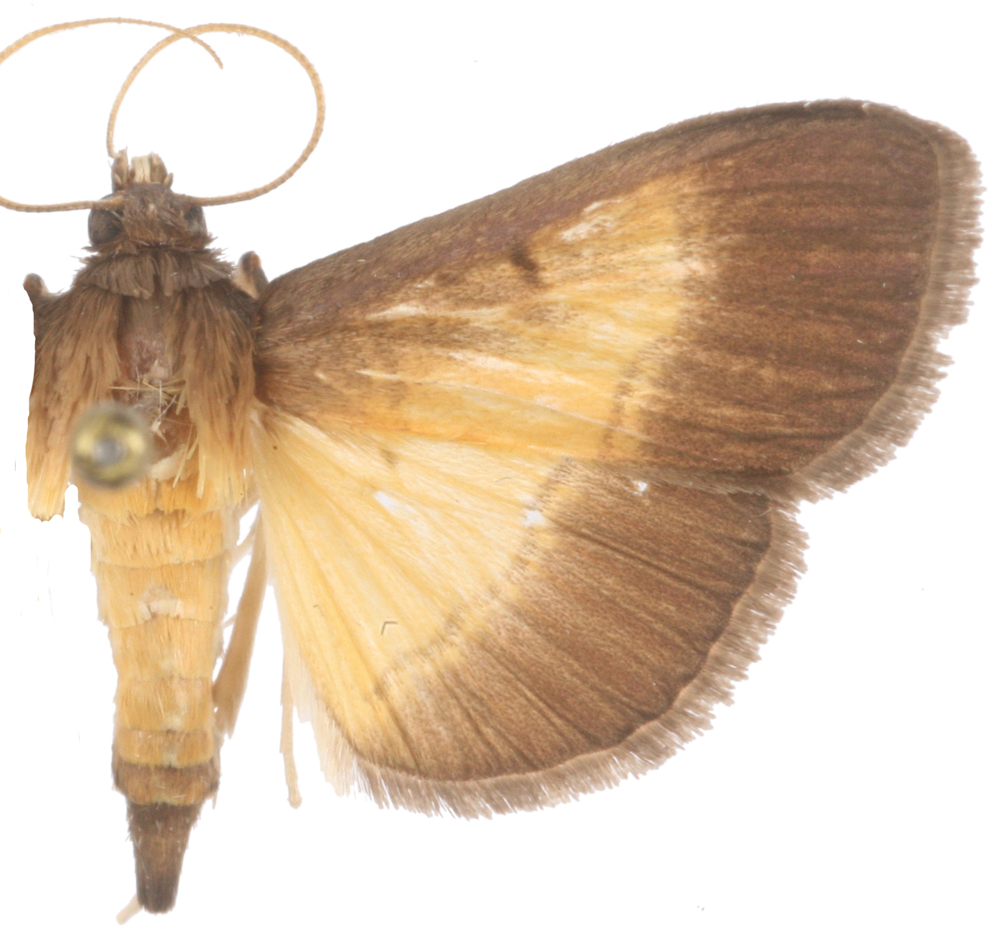 "Bacotoma" sp. 2