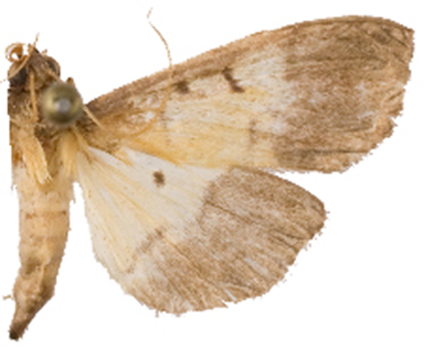 "Bacotoma" sp. 3