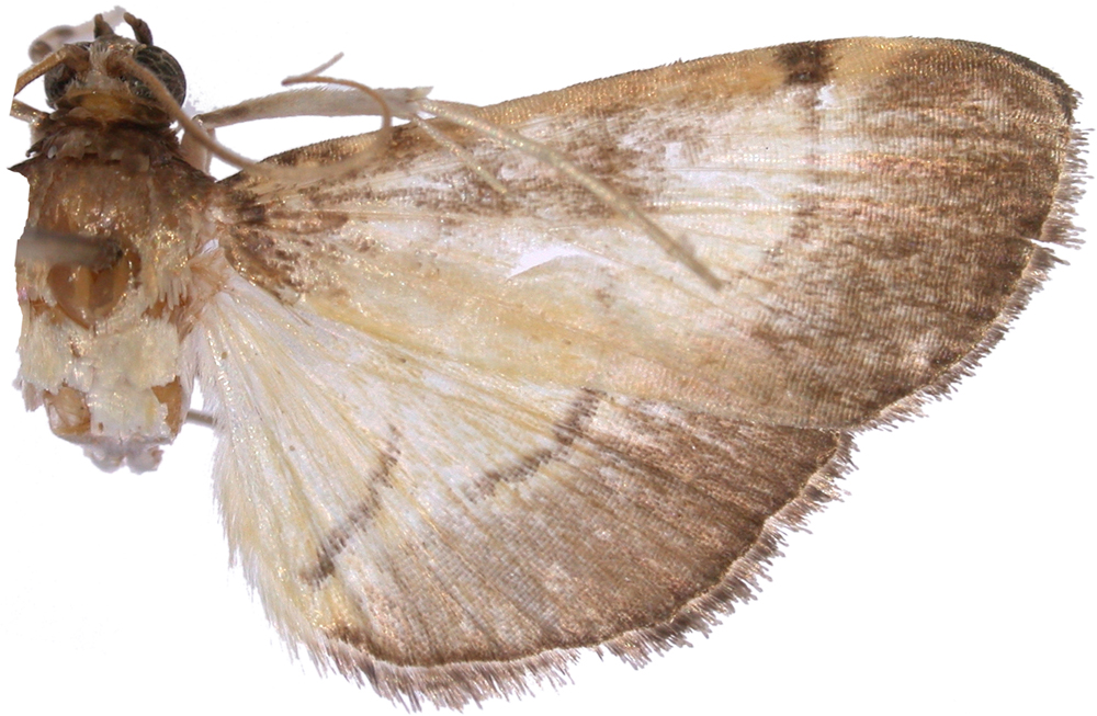 "Bacotoma" sp. 4