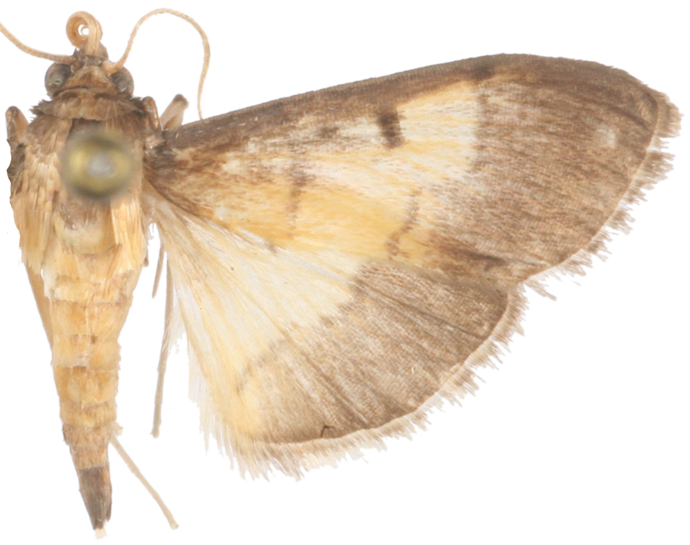 "Bacotoma" sp. 5
