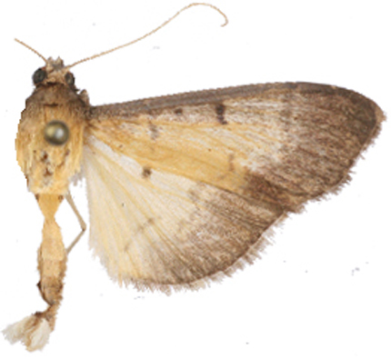 "Bacotoma" sp. 6