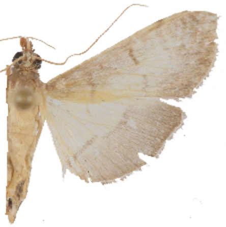 "Bacotoma" sp. 7