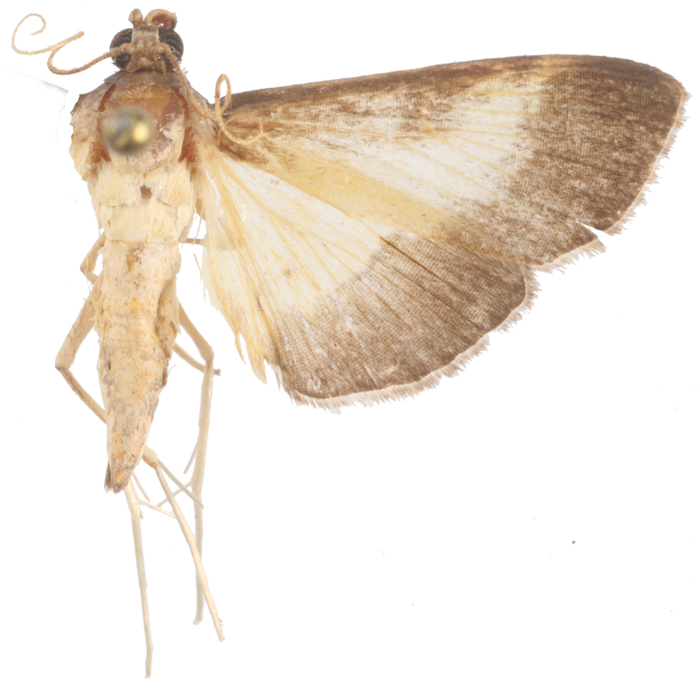 "Bacotoma" sp. 8