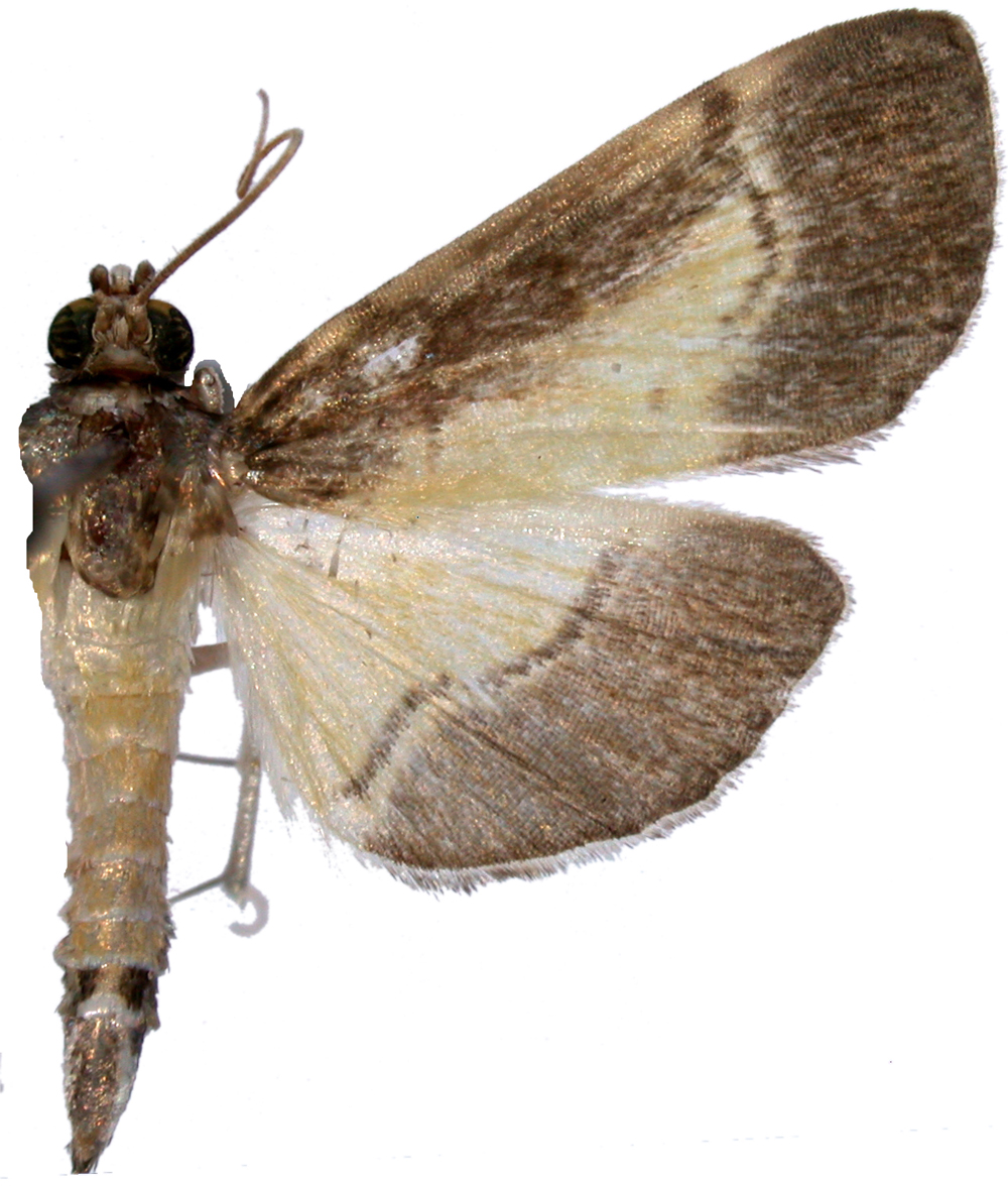 "Bacotoma" sp. 9