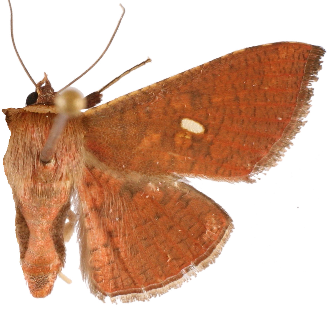 Banisia cyclothyris Hampson