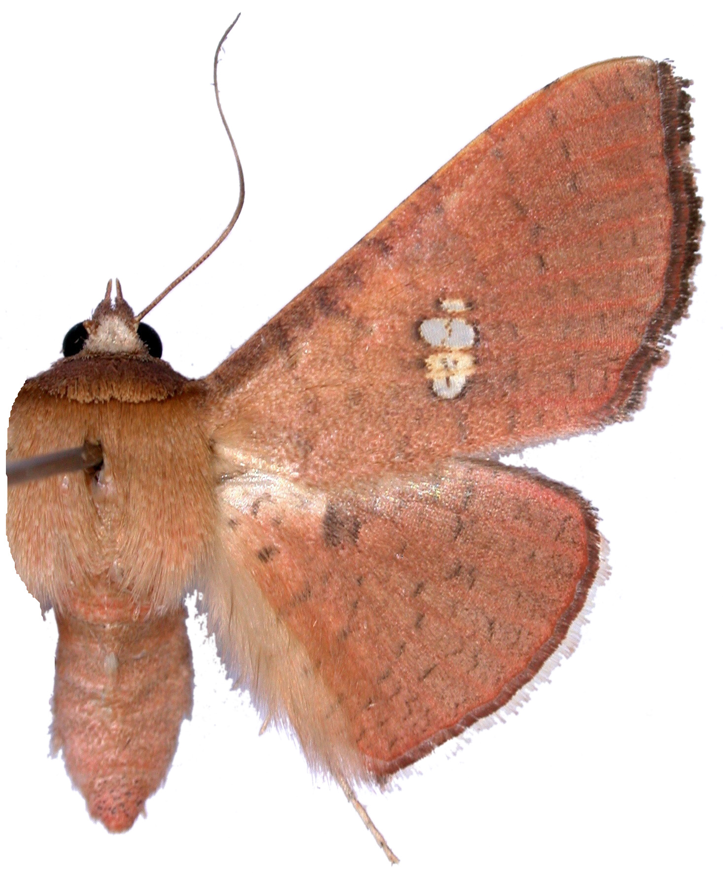 Banisia fenestrifera Walker