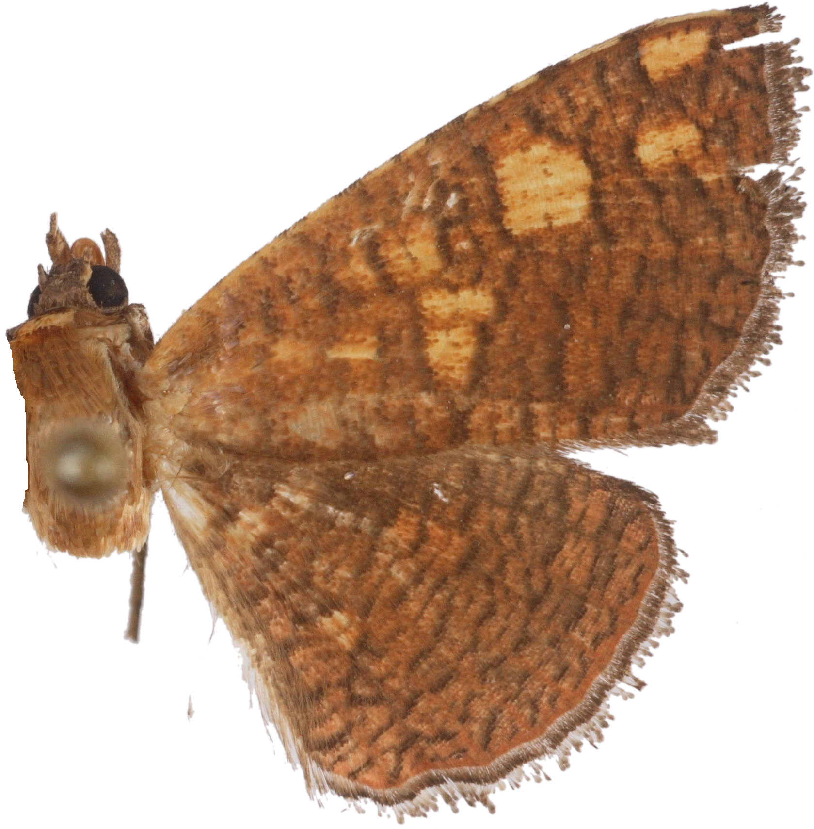 Banisia flavidiscalis Hampson