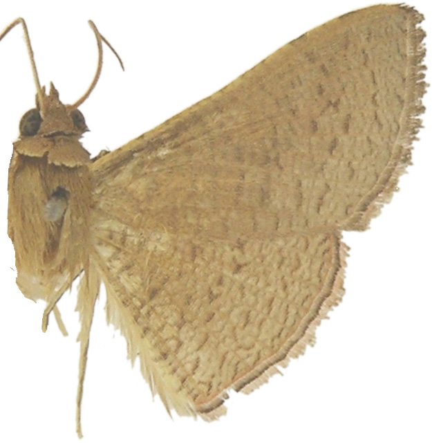 Banisia idalialis Walker