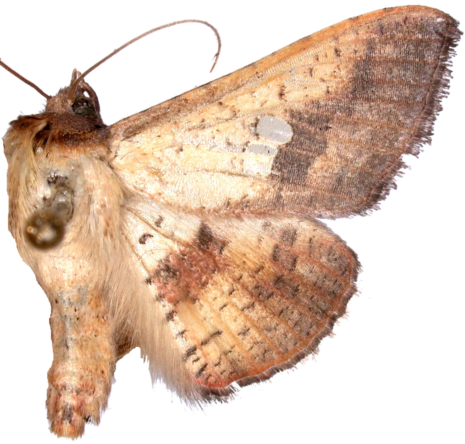 Banisia intonsa Whalley