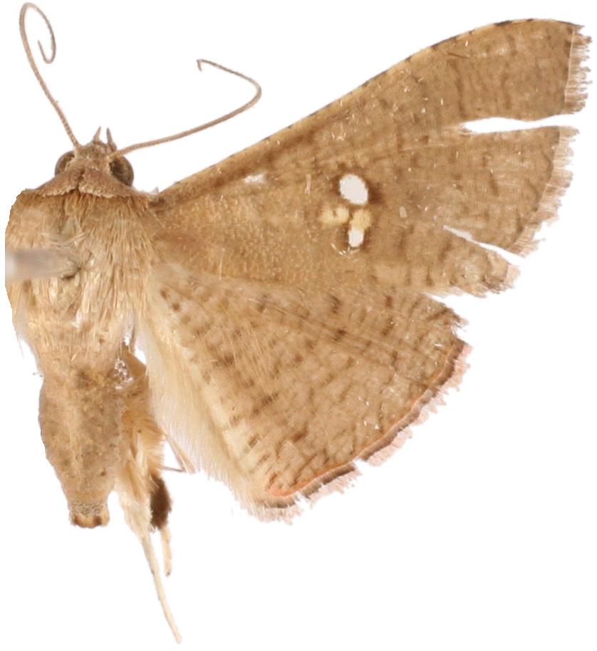 Banisia lobata Moore