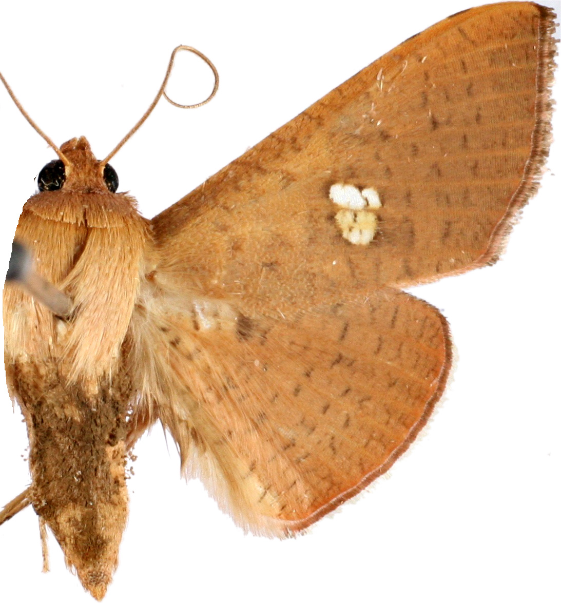 Banisia myrsusalis Walker