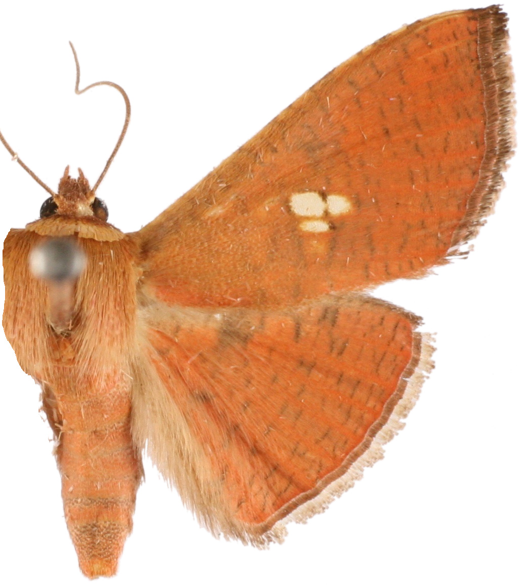 Banisia myrtaea Moore
